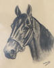 Gunheim Torstensen, hest. Tegning.