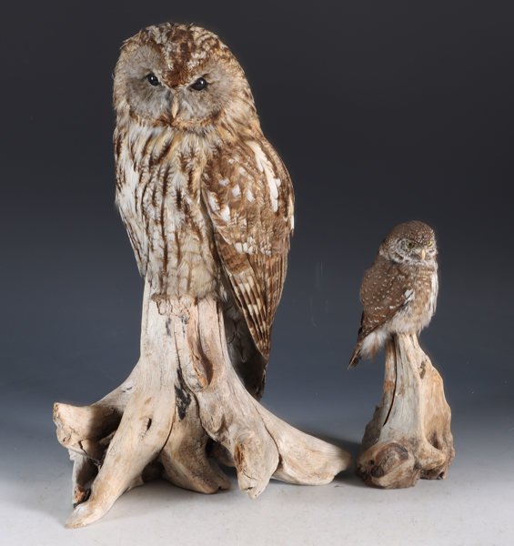 2 utstoppede ugler.