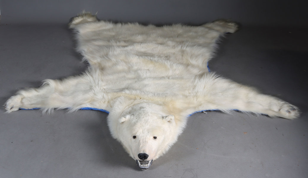 Isbjørnskinn med hode.