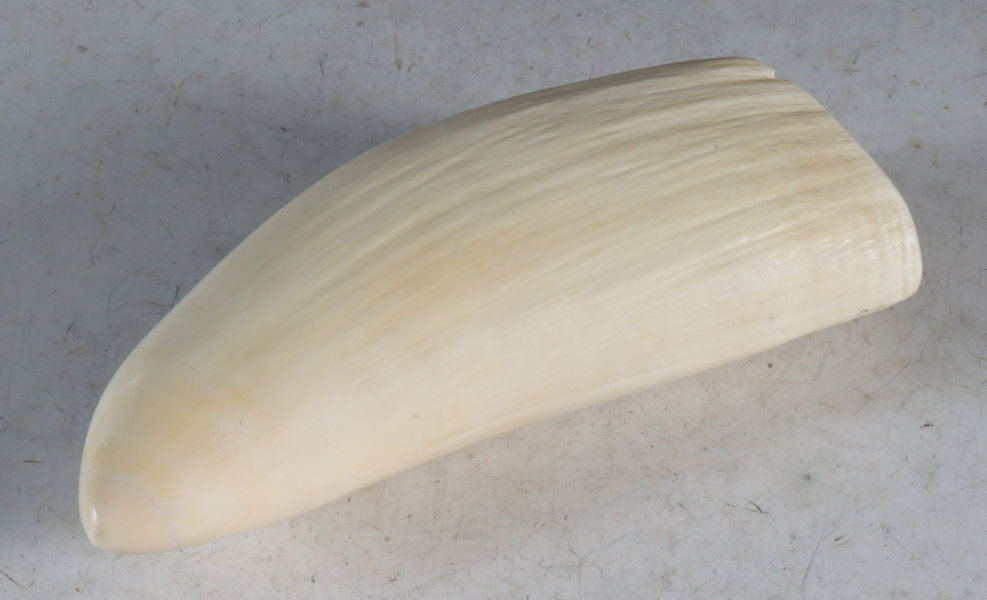 Stor hvaltann, Sandefjord 1936.