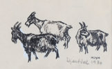 Harald Kihle, geiter. Tegning.